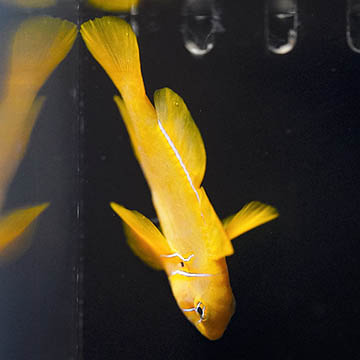 Citrinis Clown Goby, 2