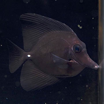Black Longnose Tang, 3.75