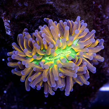Ultra Torch Coral Indonesia