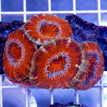 Acan Lord Coral Australia