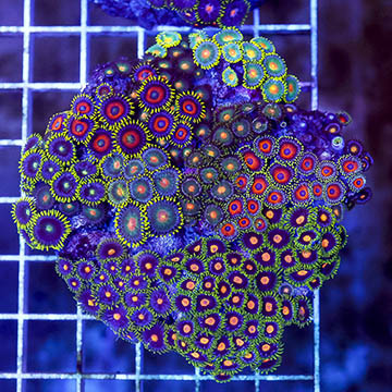 Zoanthus Coral Combo Rock