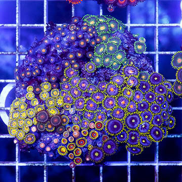 Zoanthus Coral Combo Rock