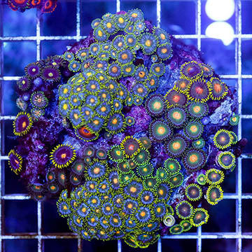 Zoanthus Coral Combo Rock