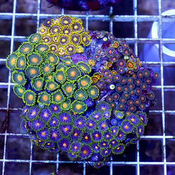 Zoanthus Coral Combo Rock