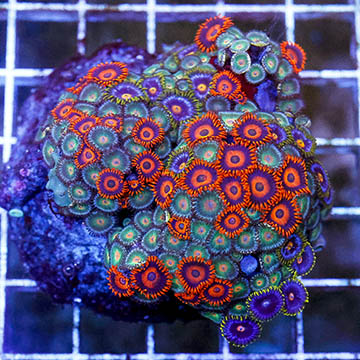 Zoanthus Coral Combo Rock
