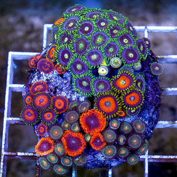 Zoanthus Coral Combo Rock