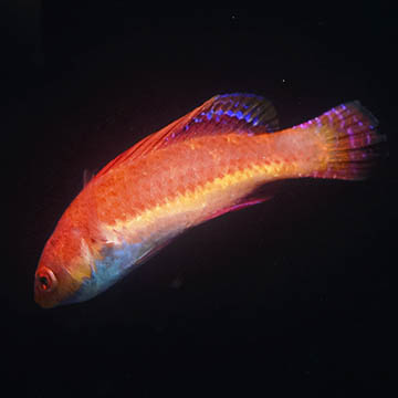 Blue Throat Fairy Wrasse, 2.75