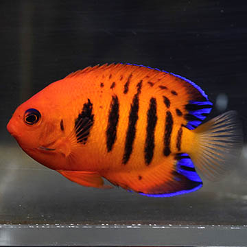Flame Angelfish, 2.75