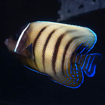 Six Bar Angelfish, 3.75