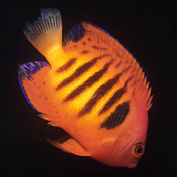 Flame Angelfish, 2.25 Blemish