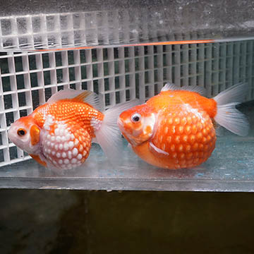 Crown Pearlscale Goldfish Pair, 4.5
