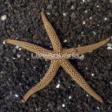 Green Sea Star