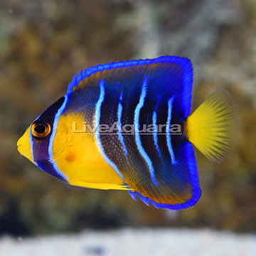 Caribbean Queen Angelfish Juvenile