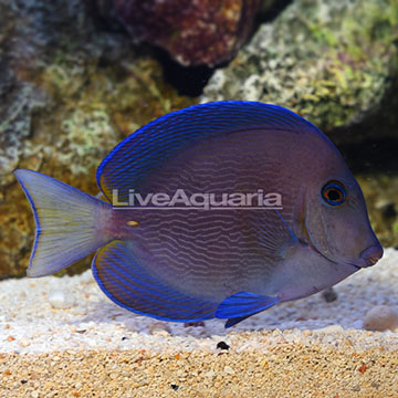 Caribbean Blue Tang Adult