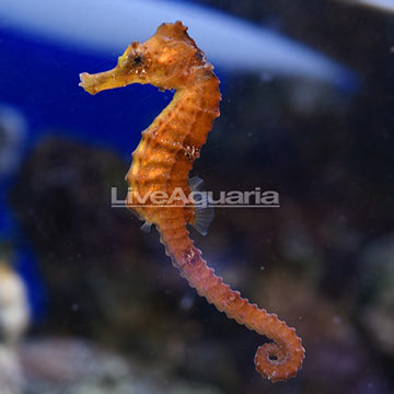 Captive-Bred Brazilian Longsnout Orange Seahorse Juvenile