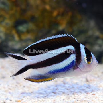 Bellus Angelfish Female