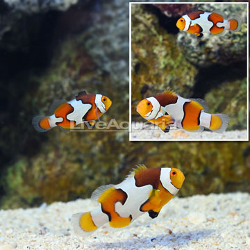 ORA® Captive-Bred Premium Picasso Clownfish (Bonded Pair)