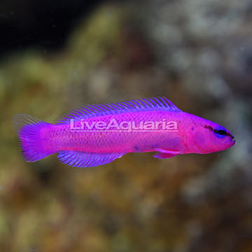 ORA® Captive-Bred Orchid Dottyback