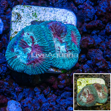Australia Cultured Dipsastraea Brain Coral