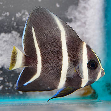 French Angelfish, 2.25" Juvenile