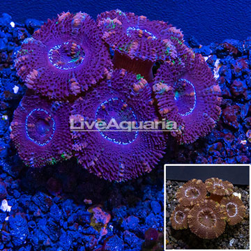 LiveAquaria® Cultured Acan Lord Coral 
