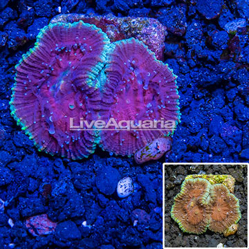 Australia Cultured Goniastrea Brain Coral 