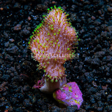 Indian Ocean Cultured Mountain Dew Toadstool Leather Coral