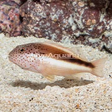 Freckled Hawkfish