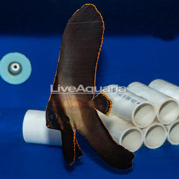 Pinnatus Batfish EXPERT ONLY