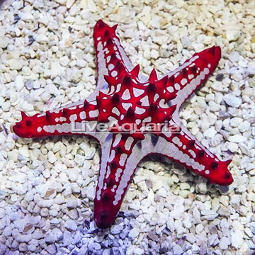 Red Knob Sea Star