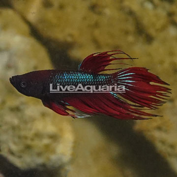 Crowntail Betta, Male