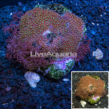 Goniopora Coral Indonesia