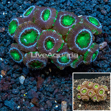 Acan Lord Coral Vietnam 