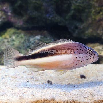 Freckle Face Hawkfish