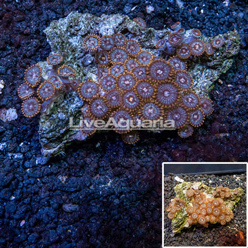 Zoanthus Coral Vietnam