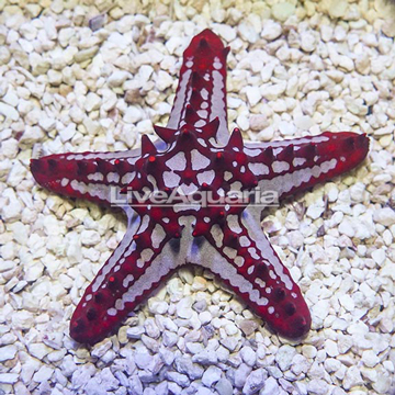 Red Knob Sea Star