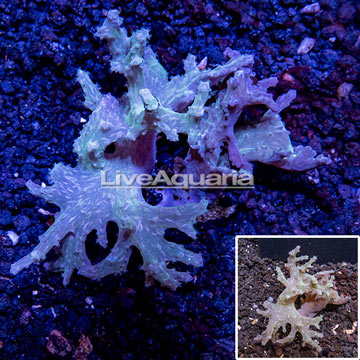 Sinularia Finger Leather Coral Indonesia