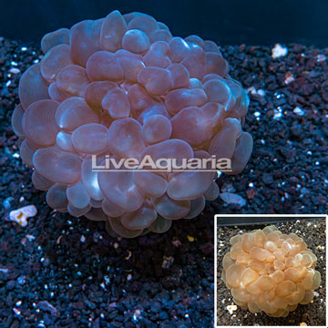 Pearl Bubble Coral Tonga