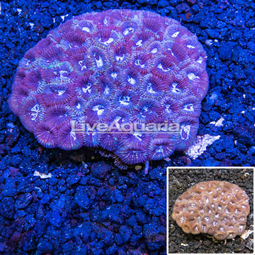 Dipsastrea Brain Coral Australia