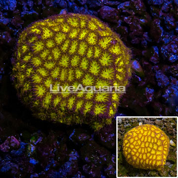 LiveAquaria® Cultured Orange Leptastrea Coral