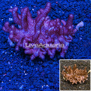 Blushing Leather Coral Vietnam