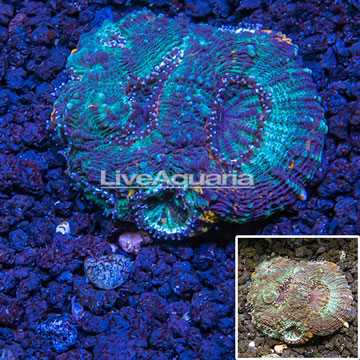Acan Echinata Coral Vietnam