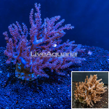 Pineapple Tree Coral Indonesia