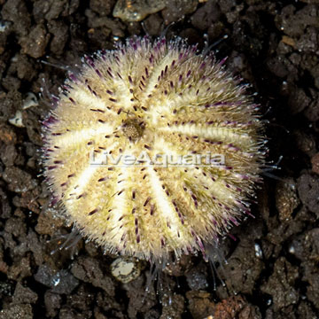 Purple Spine Urchin