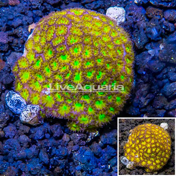 LiveAquaria® Cultured Leptastrea Coral