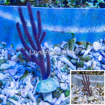 Purple Sea Whip