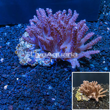 Tree Coral Indonesia