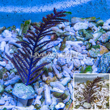 Purple Sea Whip