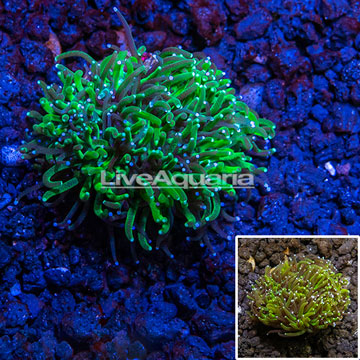 LiveAquaria® Cultured Galaxea Coral
