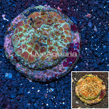 Dipsastrea Brain Coral Indonesia